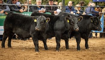 La Expo Angus de Primavera estrena un nuevo predio del agro, con 480 reproductores y una larga lista de remates: "Es un hecho histórico”