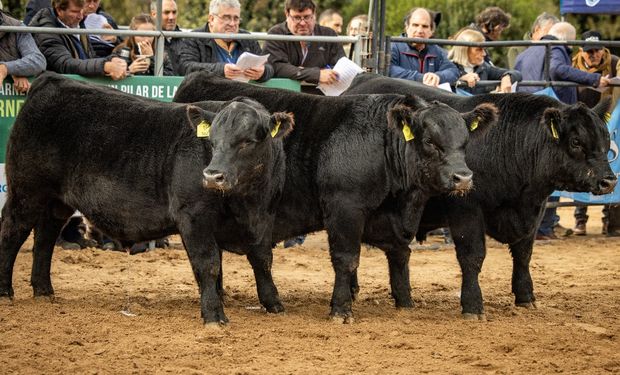 La Expo Angus de Primavera estrena un nuevo predio del agro, con 480 reproductores y una larga lista de remates: "Es un hecho histórico”