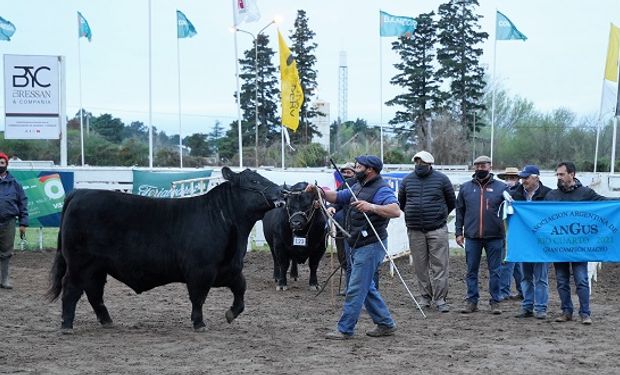 Angus: cuánto se pagó por el Gran Campeón macho de la Expo de Río Cuarto