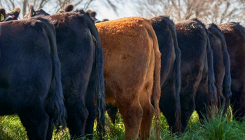 Remataron 245 animales, con 104 toros Angus a un promedio de $3,7 millones cada uno