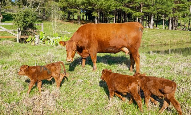 Apreço ao campo que vem de família - Angus.Org