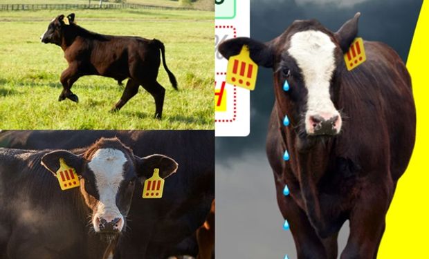 ¿El negocio perfecto? Compraron una vaca Angus, pusieron a competir a veganos contra consumidores de carne para ver si el animal vive o muere y la campaña se volvió tendencia global