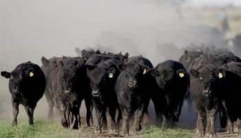 Cómo clasificar hacienda: el curso que busca mejorar la eficiencia del rodeo 