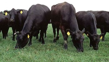 1000 kilos de carne por hectárea es posible