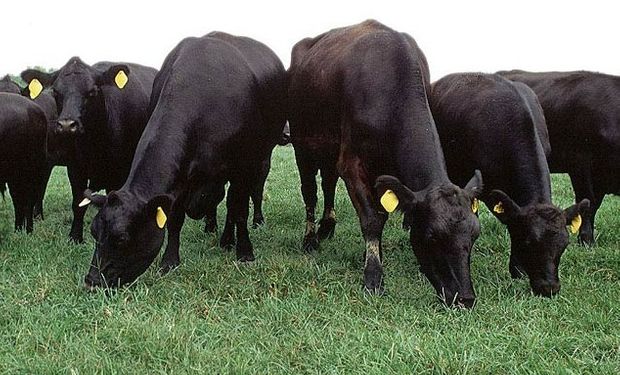 1000 kilos de carne por hectárea es posible