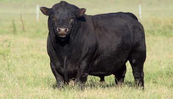 Las asociaciones de las razas bovinas se opusieron al cierre de las exportaciones y señalaron que frena la actividad