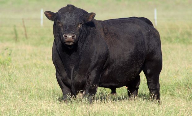 Las asociaciones de las razas bovinas se opusieron al cierre de las exportaciones y señalaron que frena la actividad