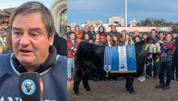 El enorme esfuerzo detrás de la mejor vaca Angus de la Argentina: trajeron pajuelas en un termo desde Nebraska y se levantan a las 3 am para cuidarla