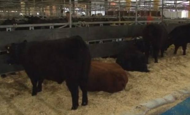 Angus llevó al predio de La Rural más de 400 animales.