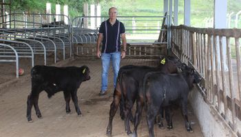 Embrapa celebra primeiros bezerros editados geneticamente na América Latina 