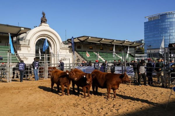 angus en la rural de palermo