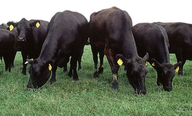La marca Argentine AnGus Beef se lanzó en los Estados Unidos a fines de 1999, cuando se abrió ese mercado a las carnes argentinas.