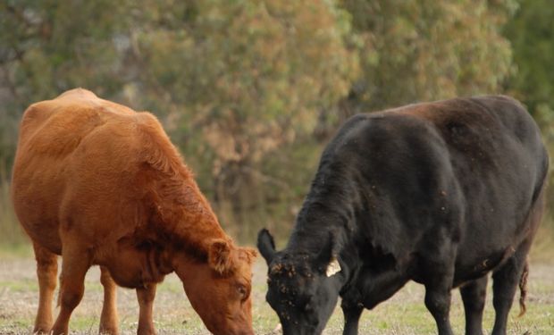 Angus pone el foco en Expoagro.