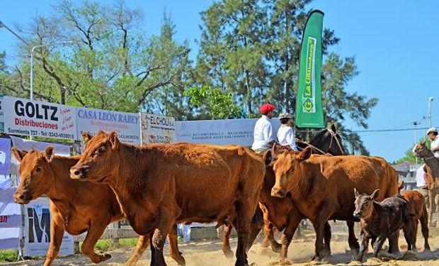 Una vaca Angus Puro Controlado con cría logró un récord nacional para la categoría