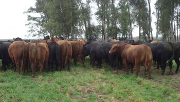 Uruguay: un toro de 600 kilos que iba para remate y terminó descuartizado