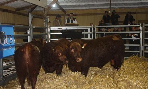 Reproductores de Santa María de Invernan SA. Foto: Gentileza Gustavo Mandagarán