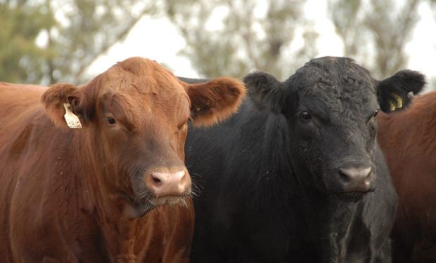 Qué precio se pagó por los 24.405 animales Angus rematados en 2022 y cuál es el contexto que golpea al sector