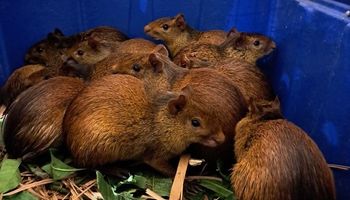 Ibama resgata 41 animais silvestres em churrascaria no Piauí