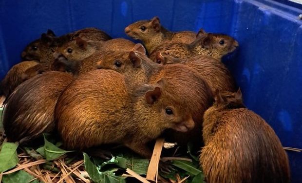 Ibama resgata 41 animais silvestres em churrascaria no Piauí