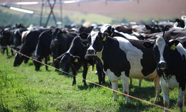 Comissão aprova utilização de animais como garantia de financiamentos rurais