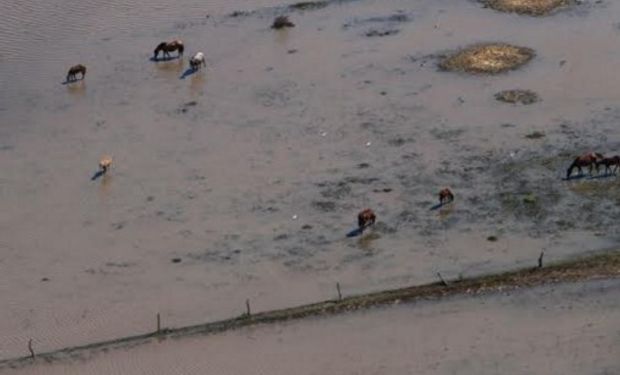 Video muestra la desesperación por salvar los animales del agua