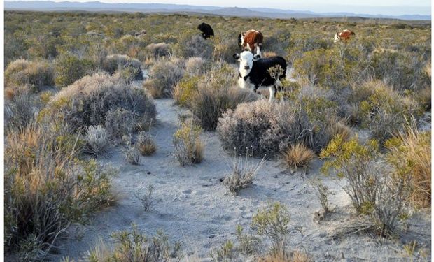 Si los animales no eran trasladados morirían, situación que perjudicará de gran manera a los crianceros de ganado de la cordillera.