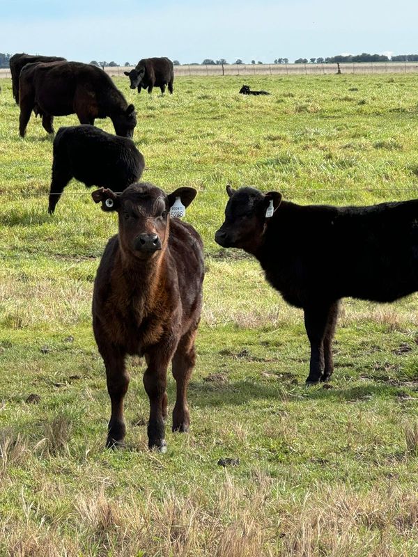 animales con trazabilidad villanueva alltech