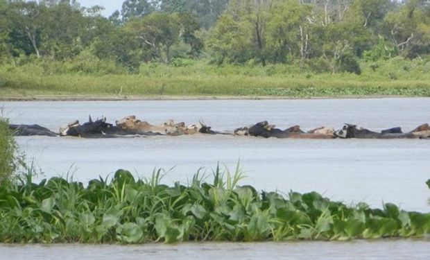 Crecida del Paraná obliga a mover a la hacienda.