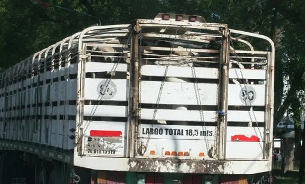 Cuáles son las tarifas para el transporte de animales vivos