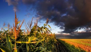 El clima en la gruesa: ¿Niño débil?