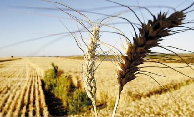 El trigo de primavera en Estados Unidos tendría las mejores perspectivas en 21 años de cara a la cosecha.
