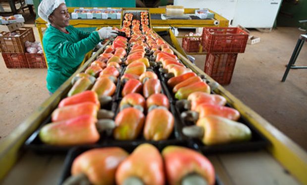Fruticultura assumiu o 5º lugar entre as culturas com maior faturamento nas exportações da agropecuária nacional.