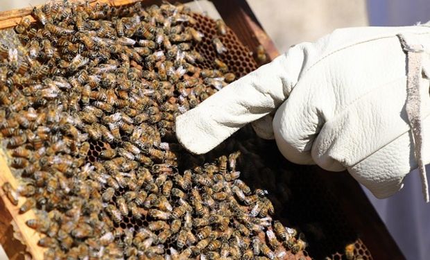 Día del apicultor: por qué se celebra cada 21 de junio 