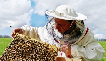 Laboratório obtém aprovação da primeira vacina para abelhas