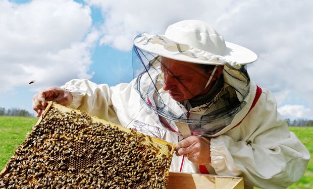 Gigante do agro destina toneladas de soja a abelhas para ajudar produtores gaúchos