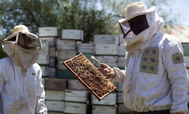 Hoy se celebra en Argentina el Día del apicultor.