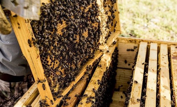 Argentina exporta el 90 por ciento de la miel que se produce.