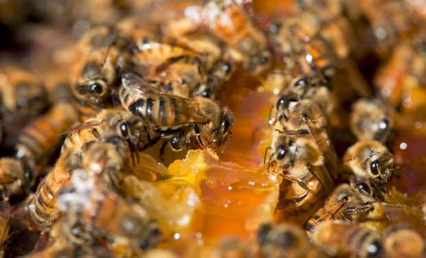 En 2015 Argentina exportó 192 toneladas (tn) de miel orgánica.