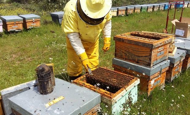 La provincia de Buenos Aires representa 53% de la producción total de miel del país.