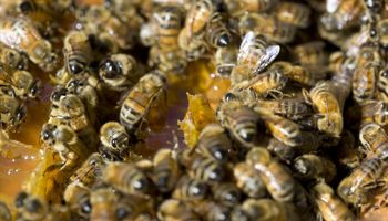 ¿Sabías que la Argentina exportó 34.218 abejas reinas en 2025 y miel por unos US$ 143 millones? Ya hay 22.330 productores con 4,2 millones de colmenas