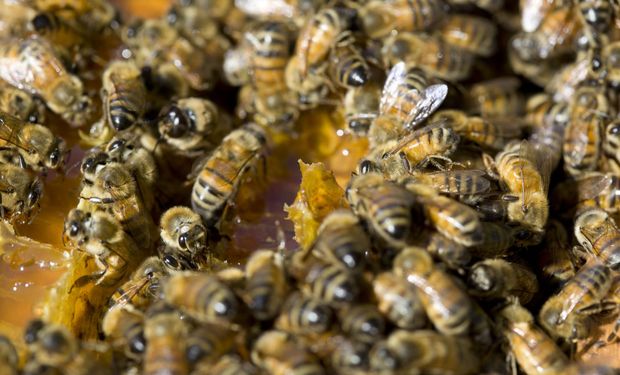 ¿Sabías que la Argentina exportó 34.218 abejas reinas en 2025 y miel por unos US$ 143 millones? Ya hay 22.330 productores con 4,2 millones de colmenas