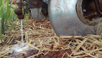 Cana: bioinsumo aumenta produção em 12 toneladas/ hectare