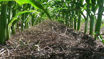 Miles de hectáreas afectadas por una cautelar que prohíbe aplicaciones de fertilizantes y agroquímicos