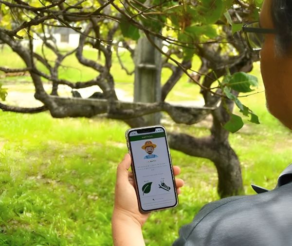 Produtor rural utiliza aplicativo da Embrapa para identificar e controlar pragas no cajueiro no campo