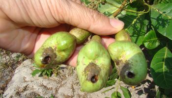 Embrapa lança aplicativo para identificar e controlar pragas do cajueiro