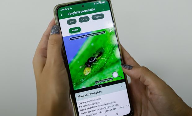 Paraná terá aplicativo como novo aliado para combater o greening