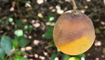Após o greening, citricultores de São Paulo e Minas enfrentam nova ameaça