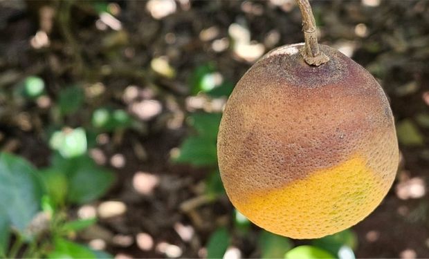 Após o greening, citricultores de São Paulo e Minas enfrentam nova ameaça