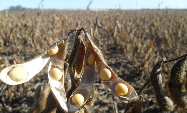 Aprosoja-MT aciona TCU para investigar custos abusivos no crédito rural