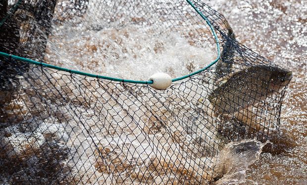 Setor aquícola aposta em 2023 no Plano Nacional de Desenvolvimento da Aquicultura. (foto - Sistema CNA/Senar)